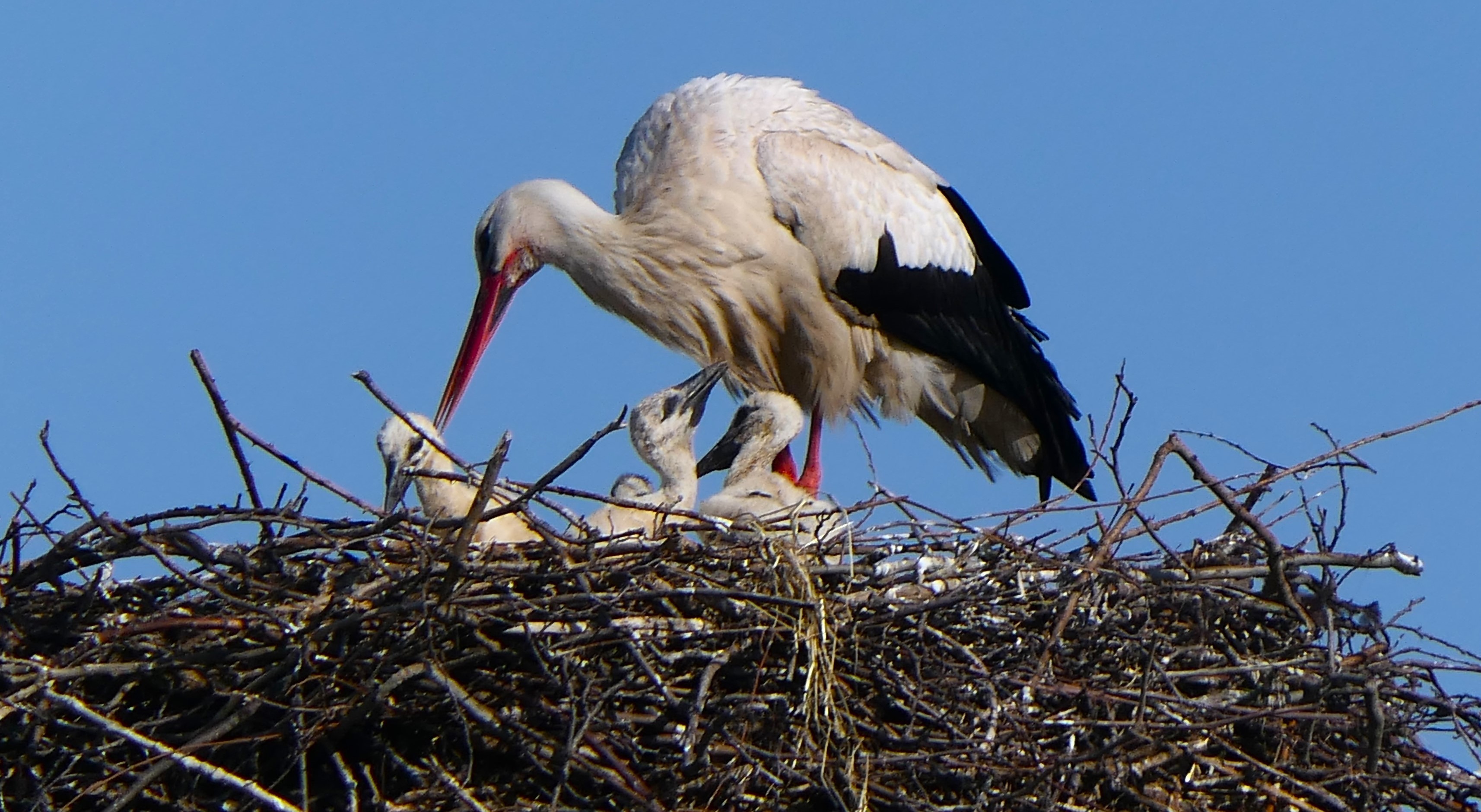 3 jonge ooievaartjes op het nest bij Molen de Vlieger 2