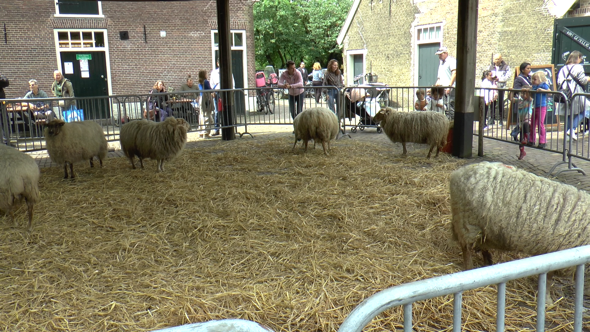 Lentefeest Schapen nog voor het scheren