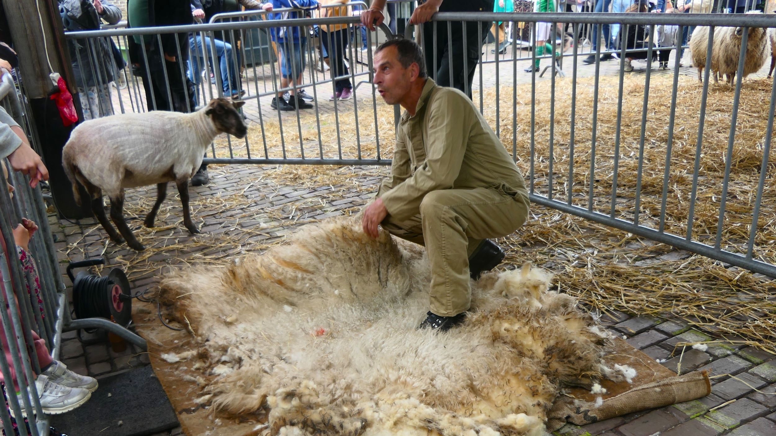 Lentefeest schapen scheren 