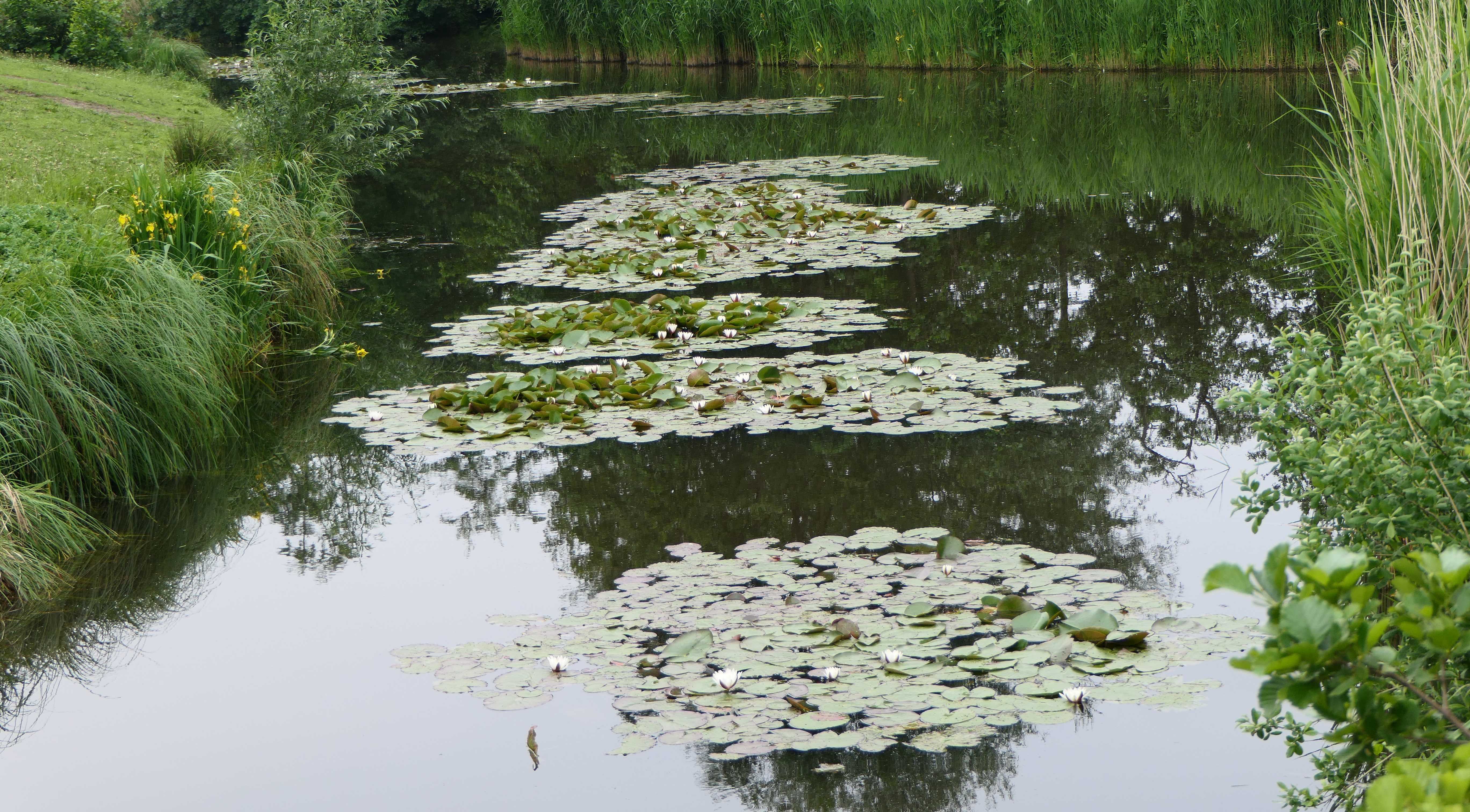 P1030284 grote groepen bloeiende witte waterlelies in het Sijtwendepark 24 5 2024