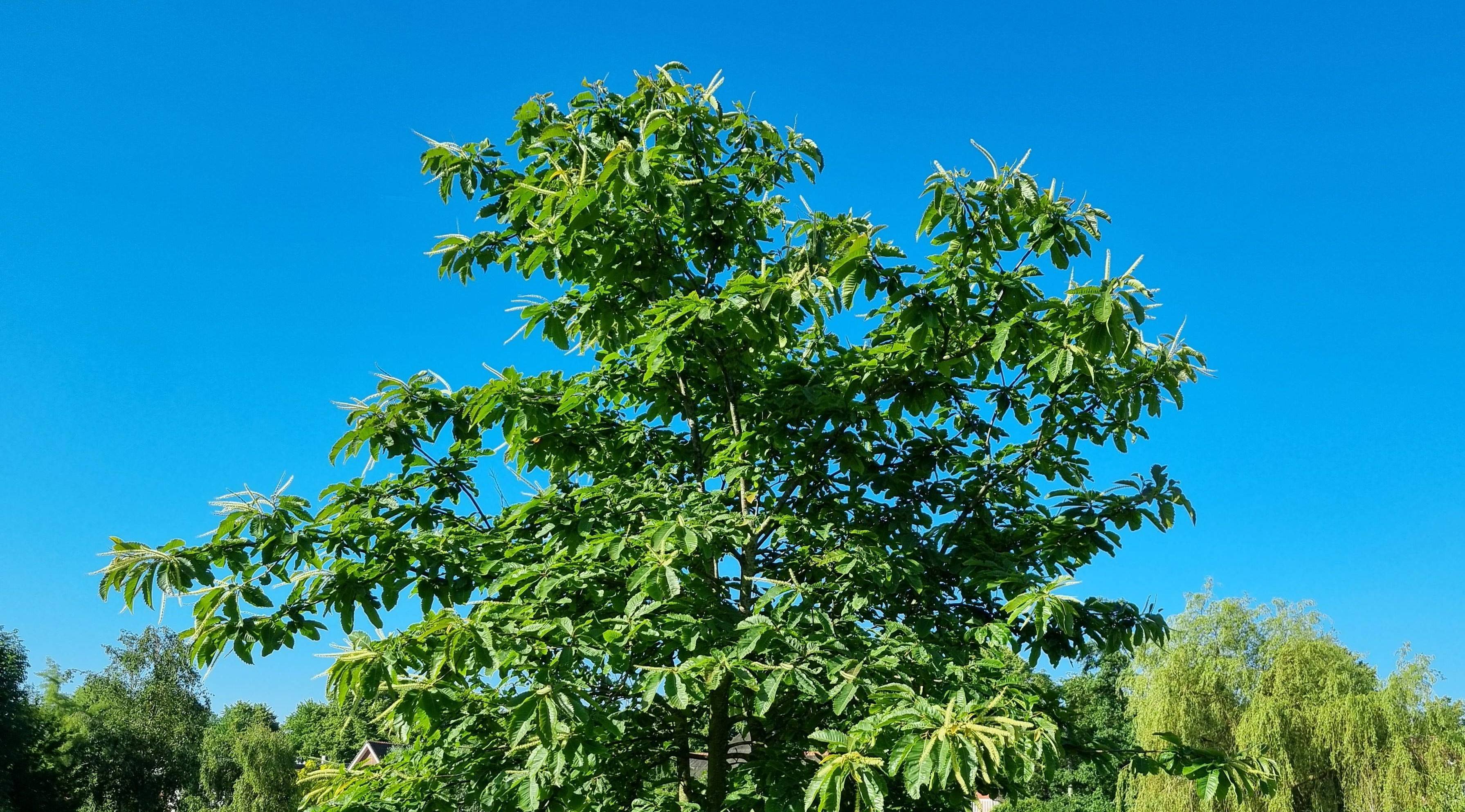 Een in bloei staande Tamme kastanje in het Sijtwendepark 3