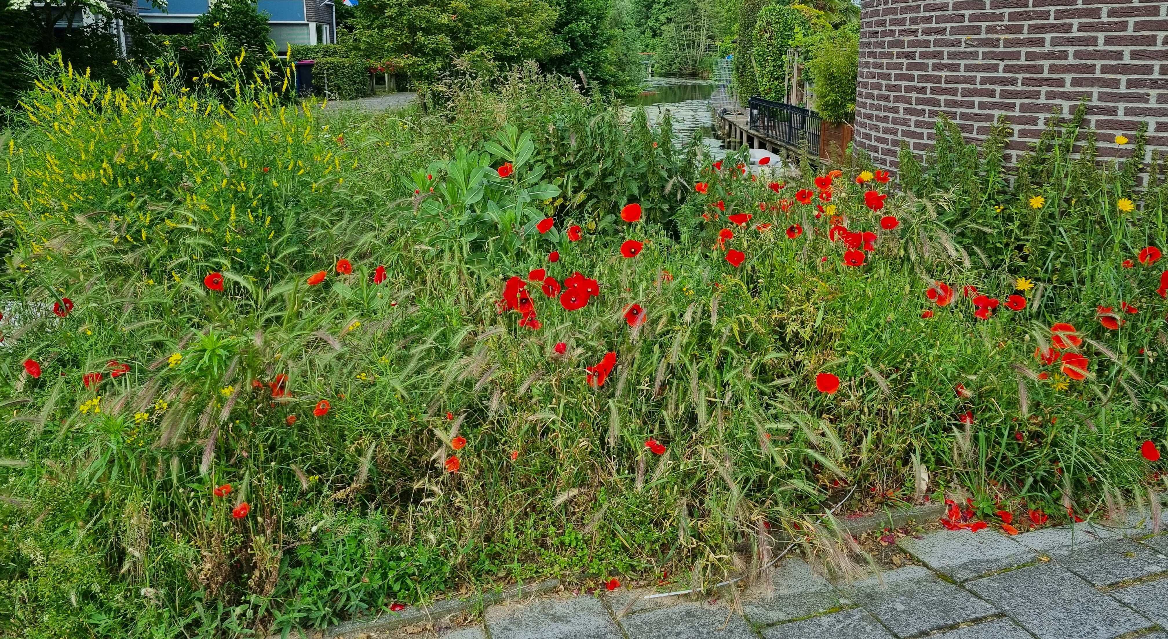 MS kleurrijk doorkijkje vanaf de Doctor Beguinlaan naar het Sijtwendepark