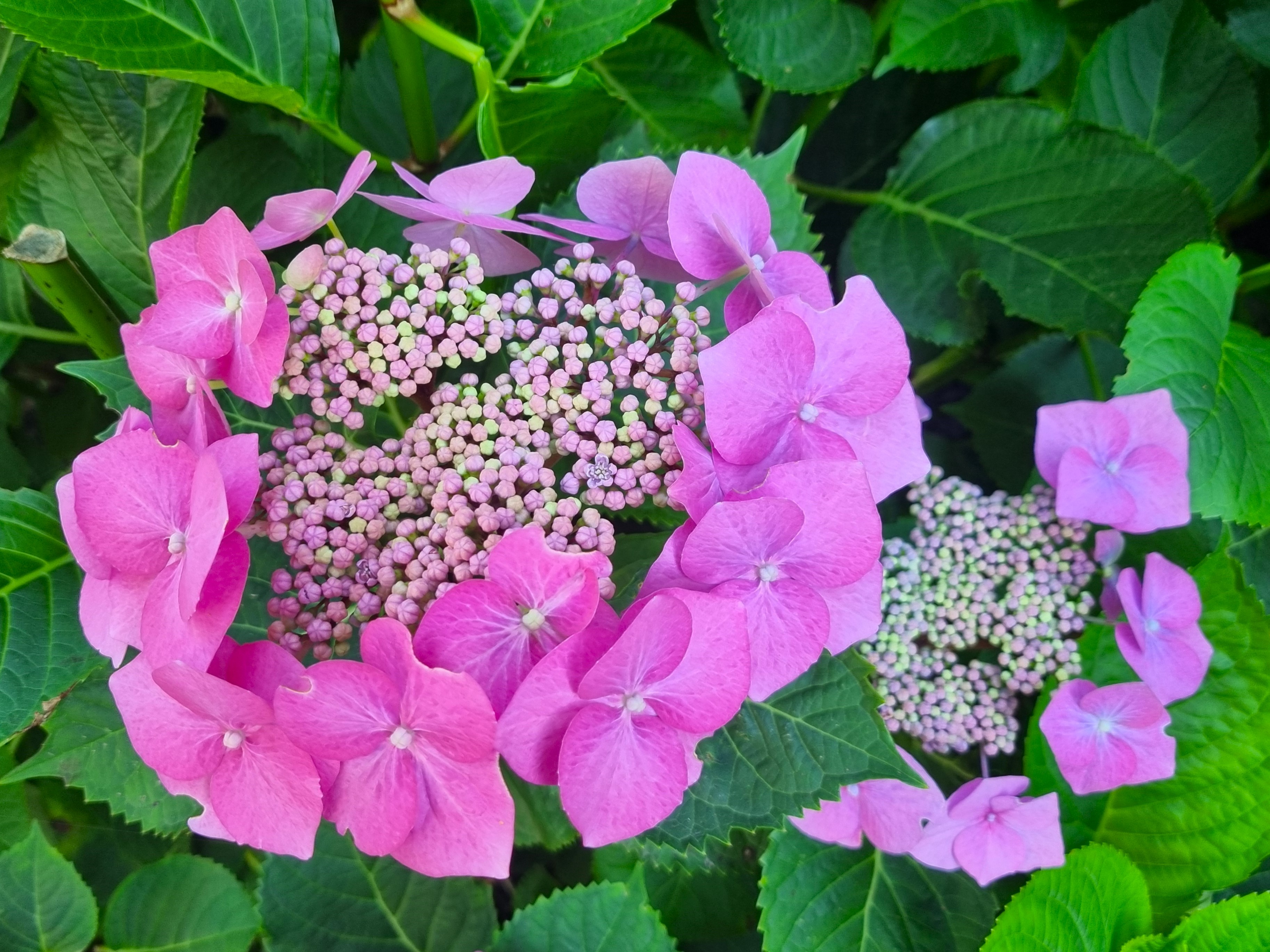 MT hortensia op de Aart vd Leeuwkade 1