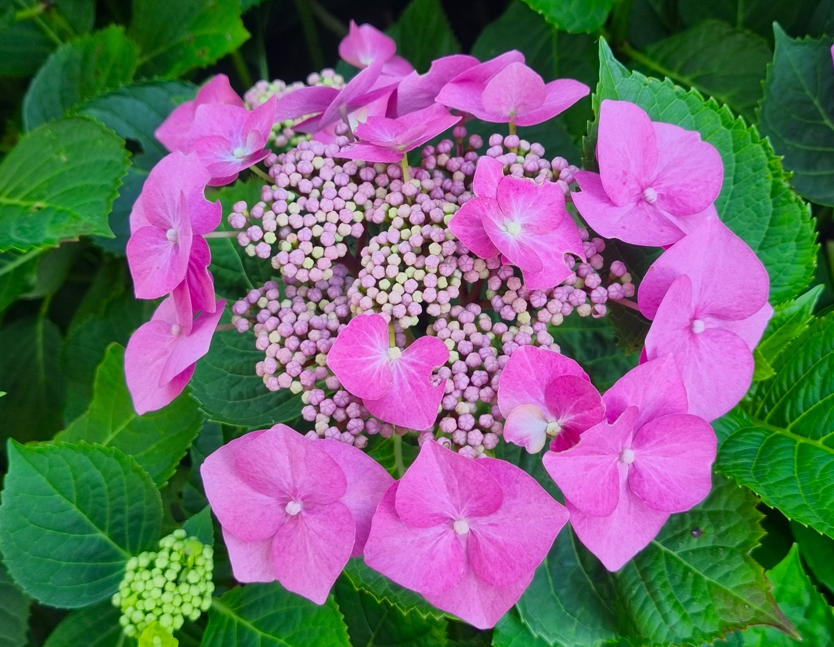 MT hortensia op de Aart vd Leeuwkade 4