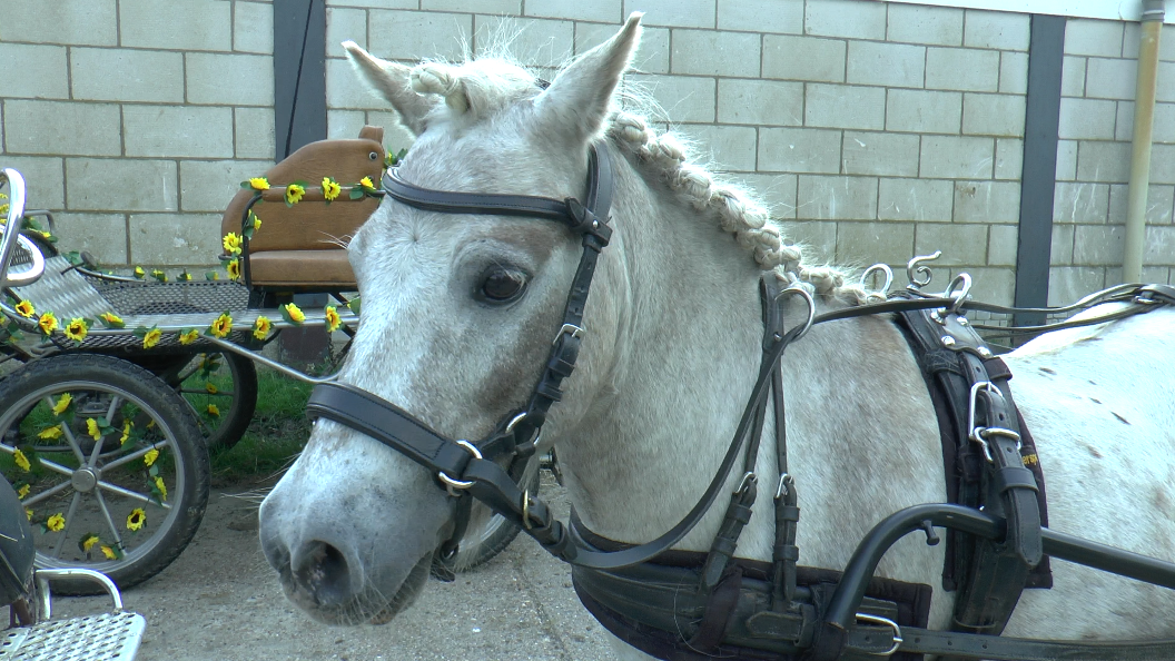 StoPaVr02 Het paard Diesel