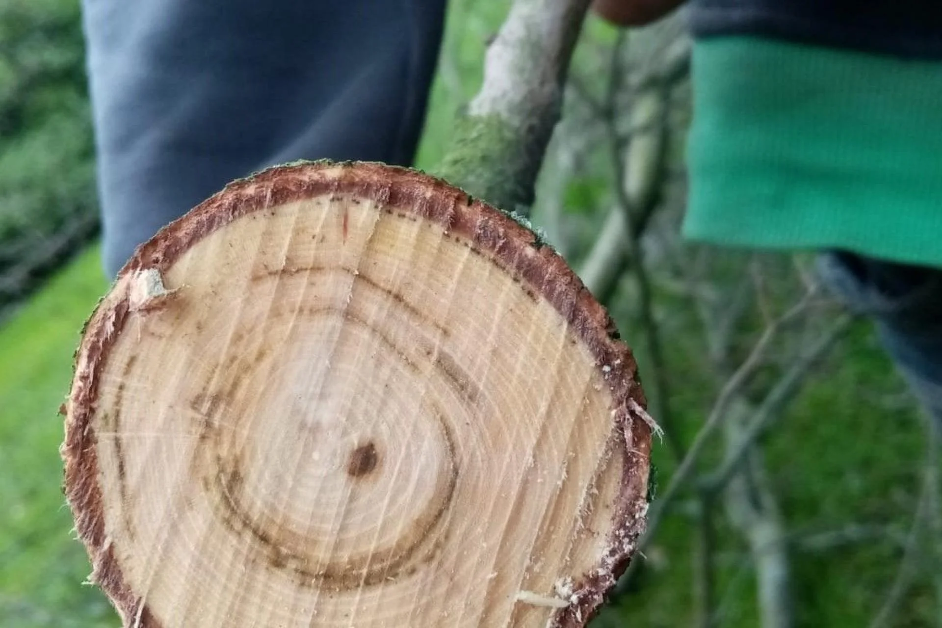 Zieke iepen  bruinverkleuring