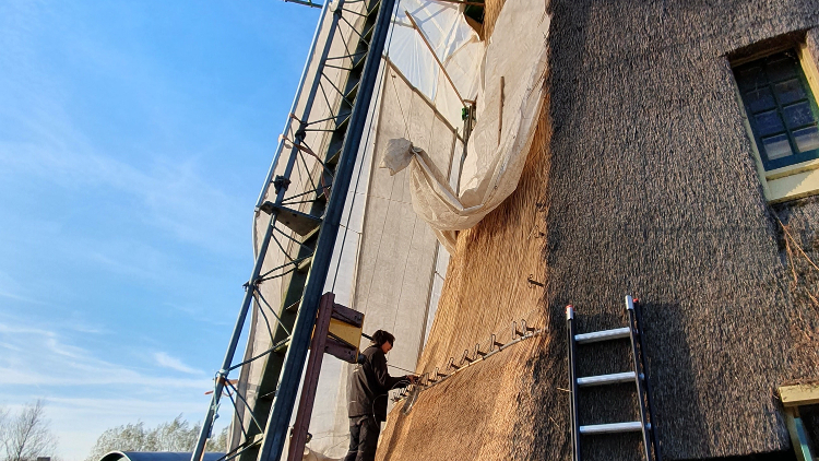Rietdekker aan het werk bij molen De Vlieger 29 11 2024 foto René Hobijn