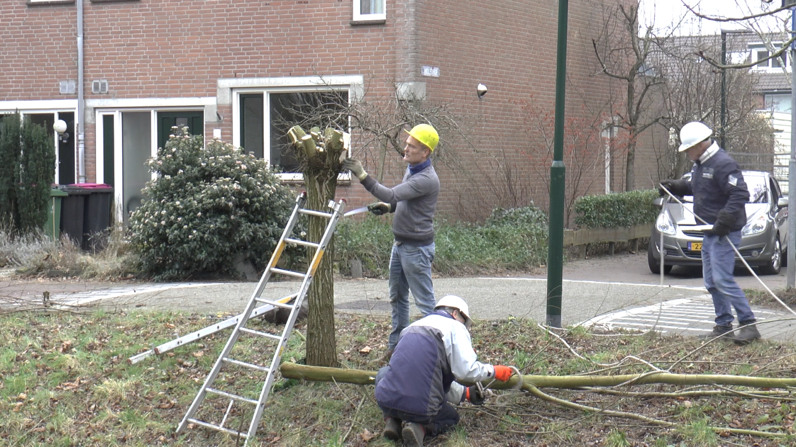 Knotten van Wilgen 2