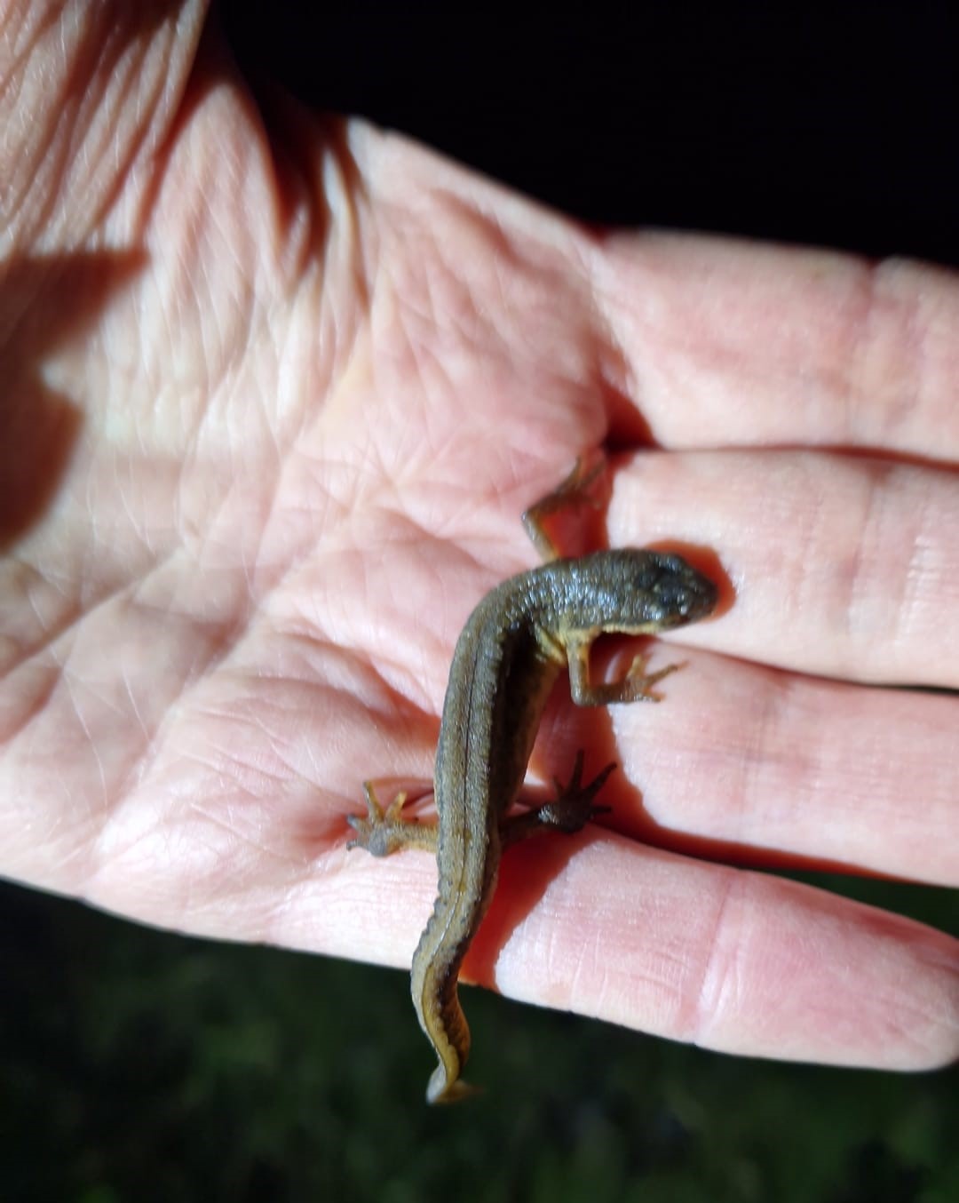 Watersalamander