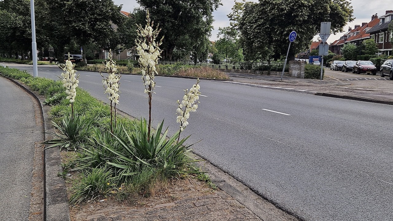 Bloeiende yuccas op Pr Bernhardlaan Voorburg