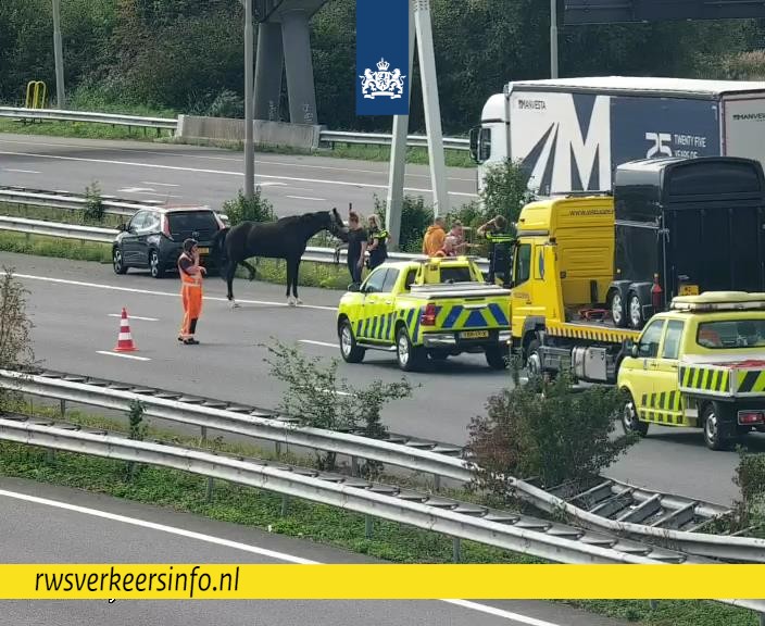 Paard op A4 RWS