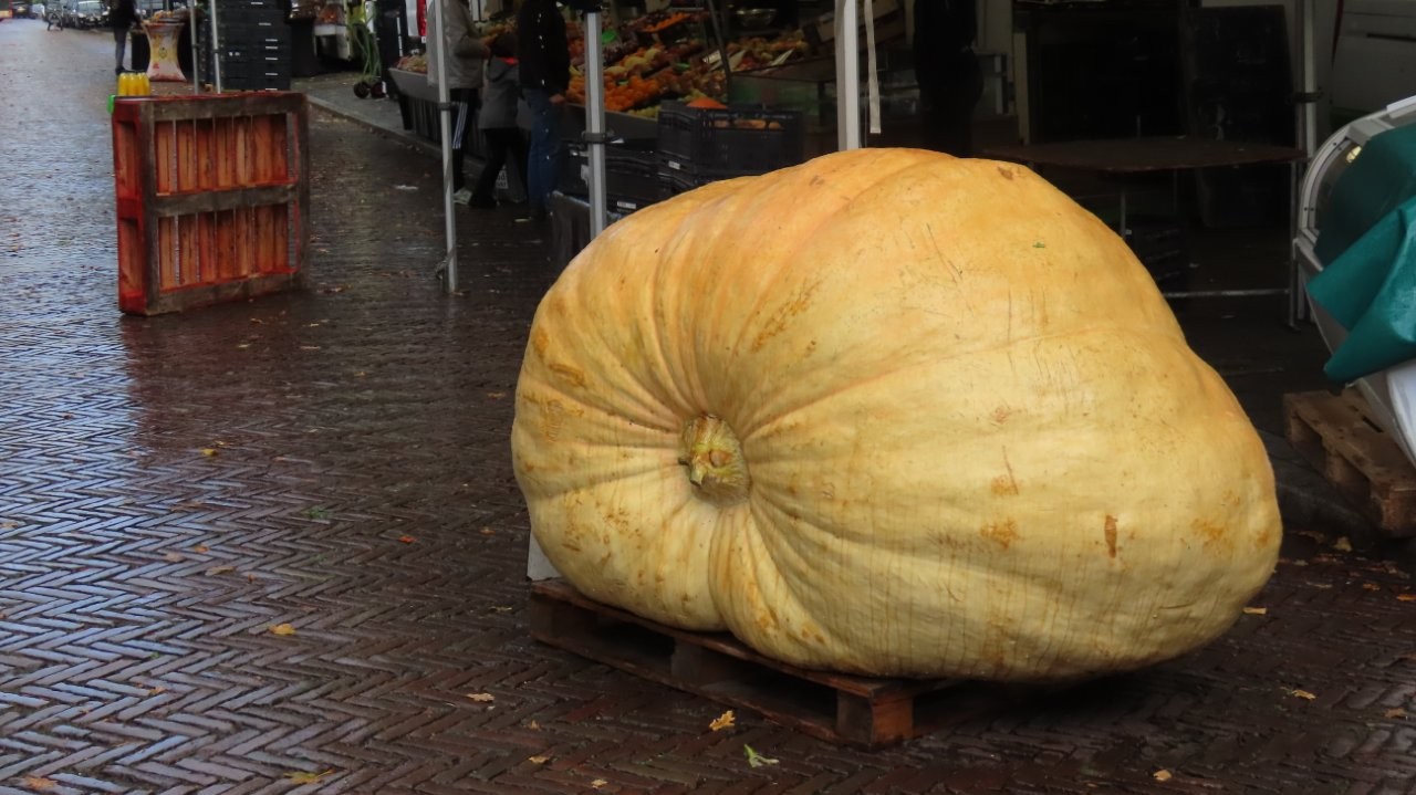 Meloen Huygenskwartier