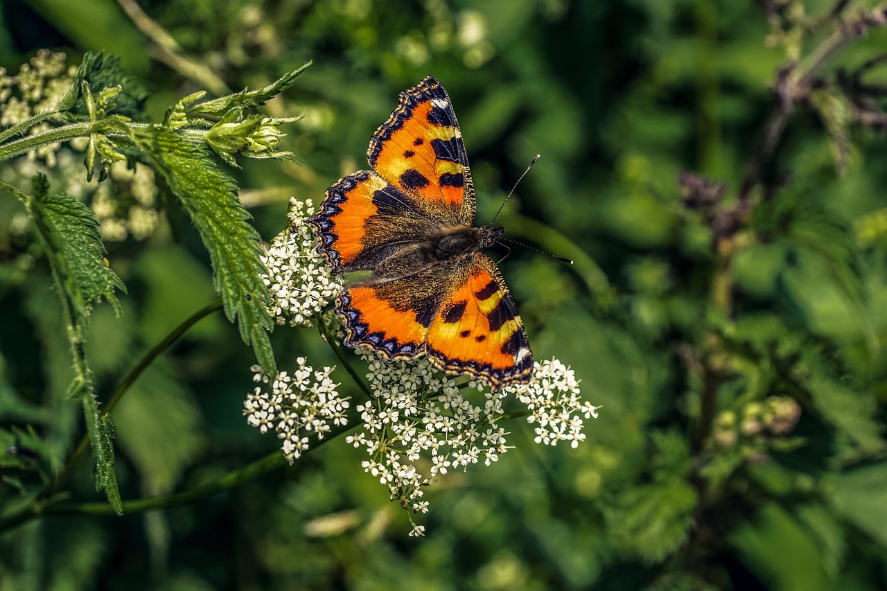 Kleine Vos Pixabay